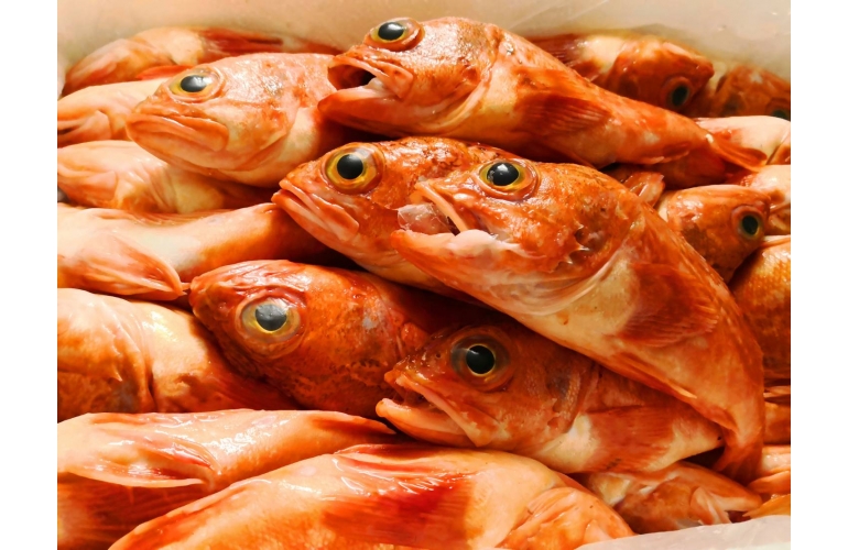 魚寶貝極鮮海產專賣店